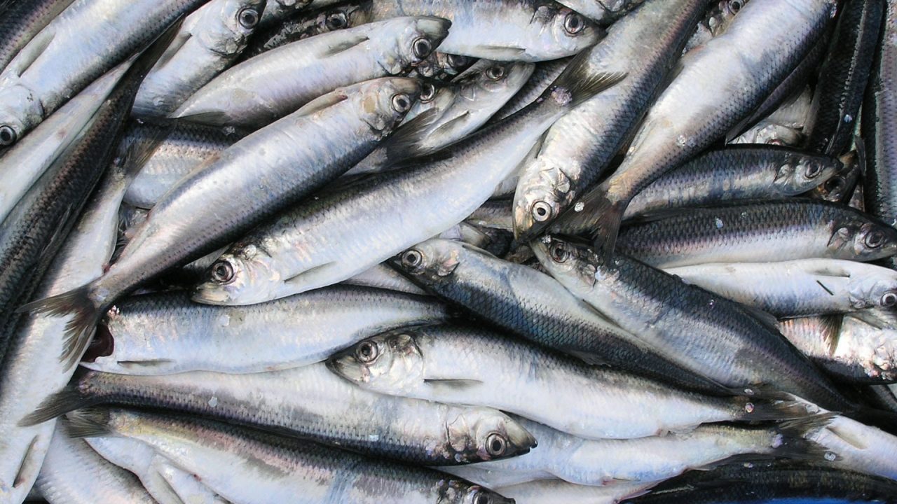 Herring North Nova Seafoods Ltd.