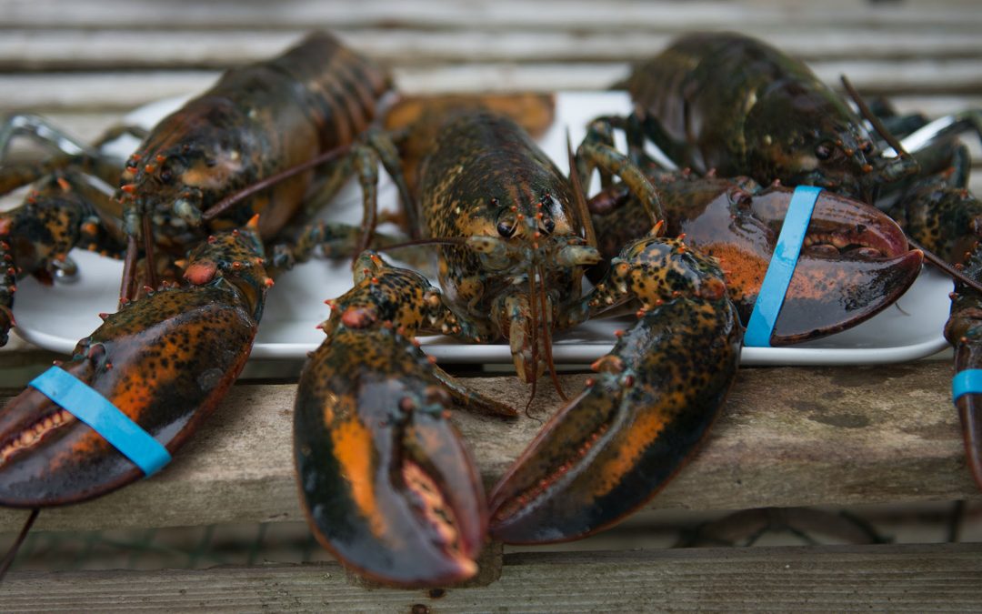 Lobster