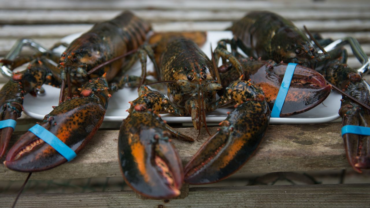 Lobster North Nova Seafoods Ltd.