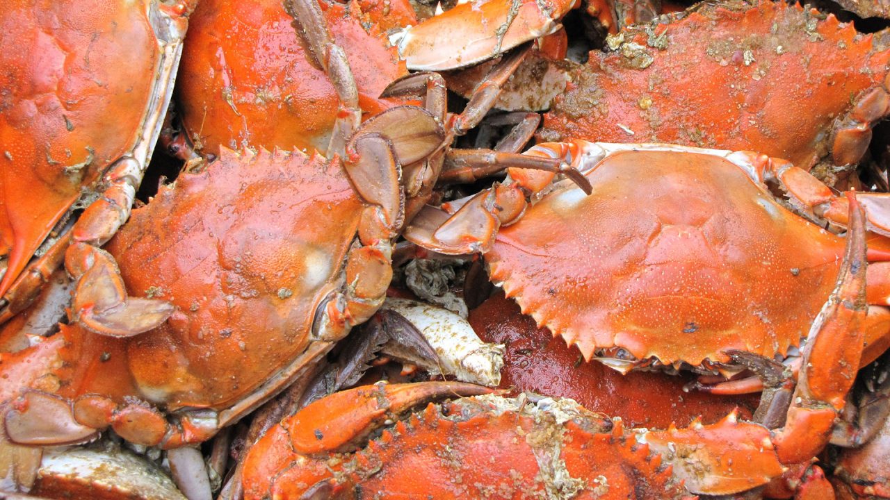 Rock Crab North Nova Seafoods Ltd.